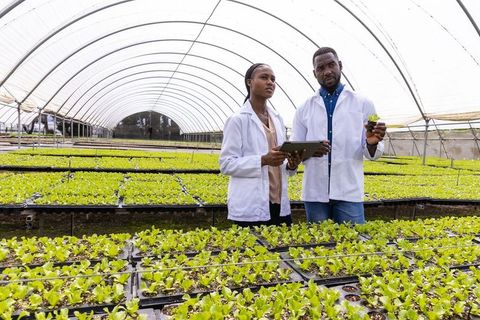 Horticulturists analyzing plants in greenhouse with digital tablet