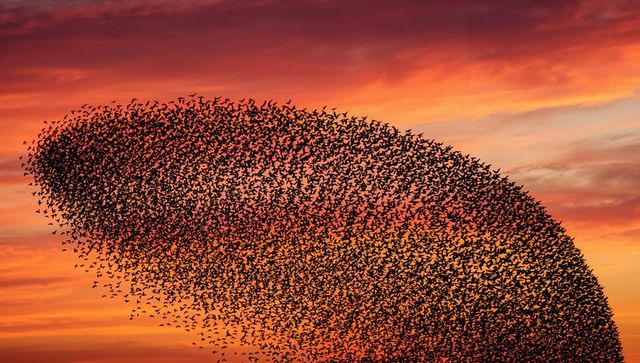 Dramatic murmuration of starlings forming sweeping silhouette against fiery sunset sky