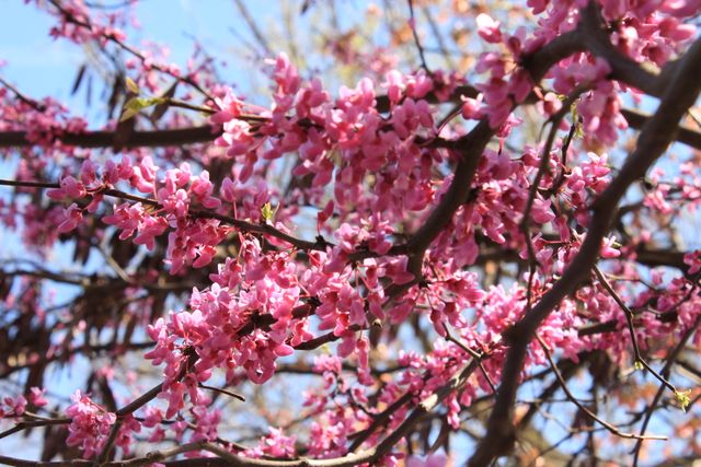 Close-up of Vibrant Pink Blossoms on Tree Branches in Spring - Download Free Stock Photos Pikwizard.com
