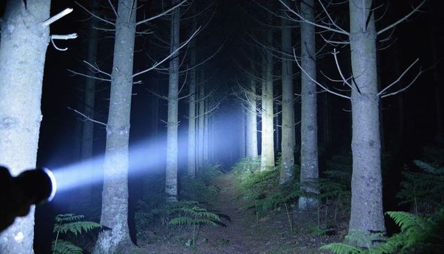 Holding flashlight casting blue beam through fog on pine forest night trail, moody woods