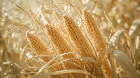 Golden corn cobs in sunlit cornfield: organic push growth