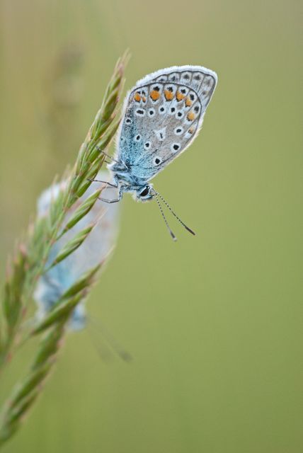 Close-up of Beautifu Blue Butterfly Resting on Grass - Download Free Stock Photos Pikwizard.com