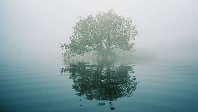 Lone Tree Reflecting in Tranquil Misty Lake at Dawn