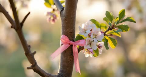 Swaying Blossoms and Pink Ribbon in Orchard during Springtime Breeze