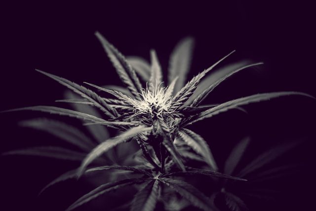 This black and white close-up captures the blooming bud of a cannabis plant with intricate leaf details. Ideal for educational materials on marijuana, articles about medicinal cannabis, blogs focusing on natural remedies, and marketing for cannabis-related products.