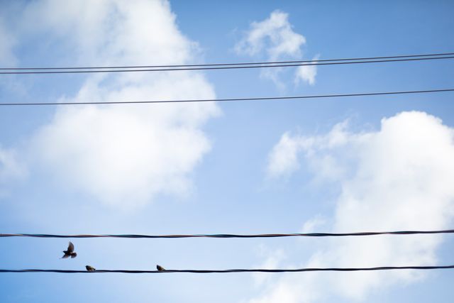 Birds Perched on Wires Under Blue Sky with Fluffy Clouds in Background - Download Free Stock Photos Pikwizard.com