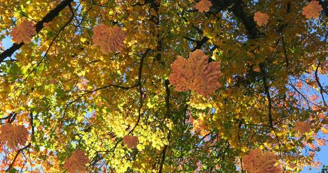 Autumn Leaves Falling Against Blue Sky in Dramatic Low Angle View - Download Free Stock Images Pikwizard.com