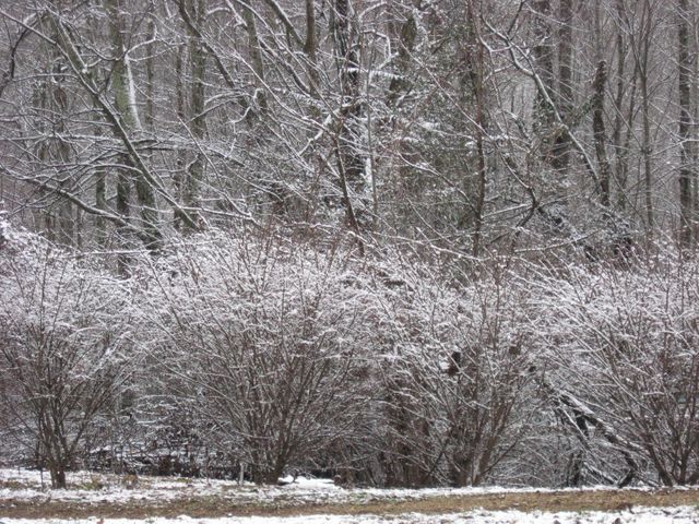 Snow blankets shrubs in a calm winter forest with bare tree trunks in the background. Ideal for portraying winter beauty, nature scenes, seasonal themes, or tranquil outdoor settings.