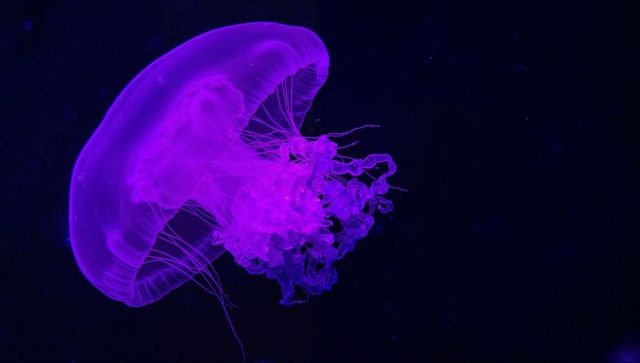 Bioluminescent Jellyfish Glowing in Purple Light