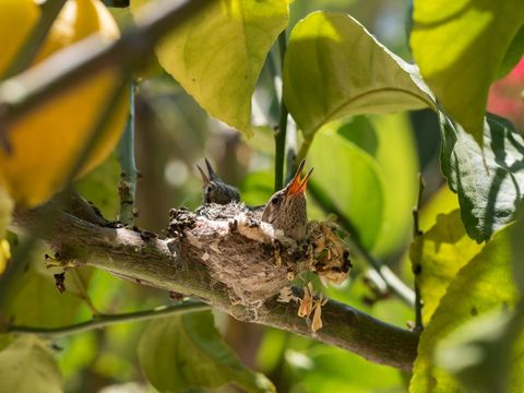 Hungry Baby Birds in Nest on Sunlit Branch