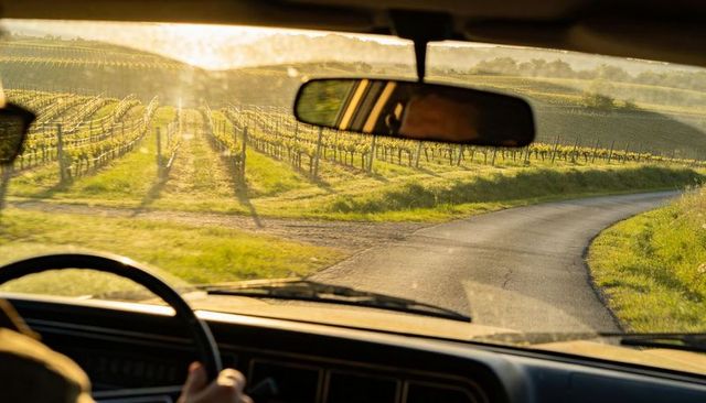 Driving through sunlit vineyard on winding country road from driver perspective