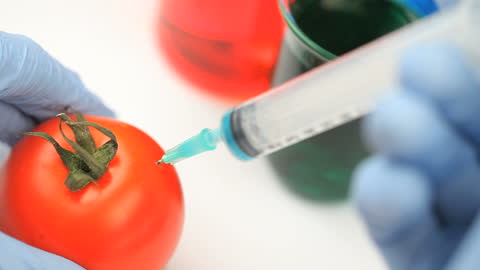 Scientist Injecting Tomato with Liquid in Laboratory