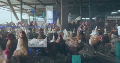 Digital analytics integrated with free-range poultry farming