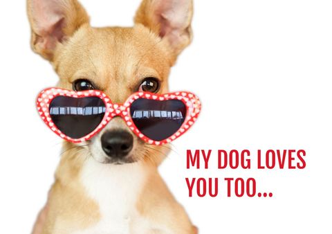 adorable dog wearing heart-shaped sunglasses spread love - Download Free Stock Templates Pikwizard.com