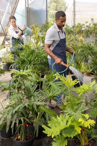 Diverse nursery team watering potted plants in greenhouse, tending lush tropical foliage