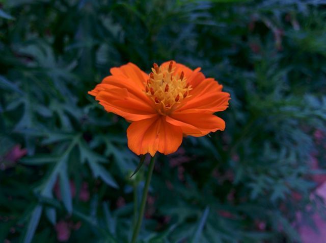 Vibrant Orange Flower in Lush Green Garden - Download Free Stock Photos Pikwizard.com