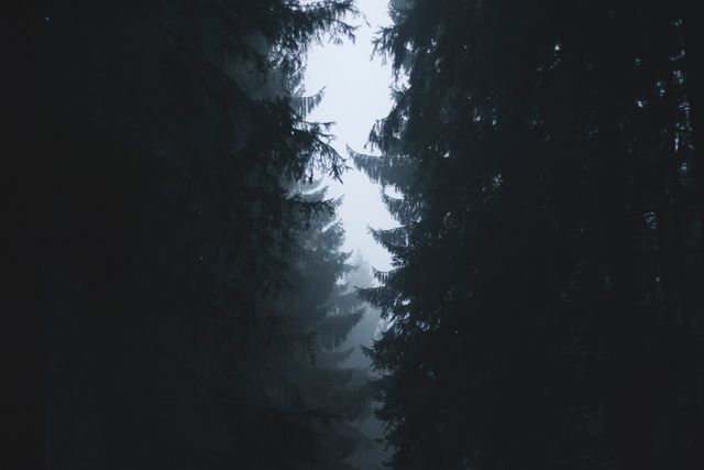 Dense pine forest shrouded in mist, creating a dark and tranquil atmosphere at daybreak. Ideal for nature-themed designs, calming backgrounds, and illustrating the beauty of untamed wilderness. Use for environmental projects, woodland exploration themes, or meditative concepts.
