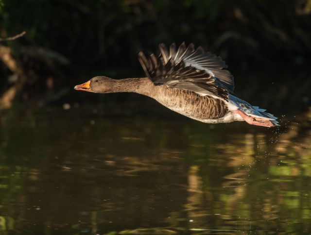 Greylag Goose in Flight Over Water at Sunset - Download Free Stock Photos Pikwizard.com