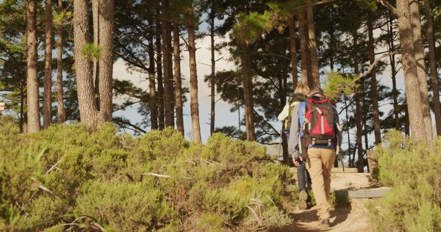 Two Hikers Walking in Forest - Download Free Stock Images Pikwizard.com