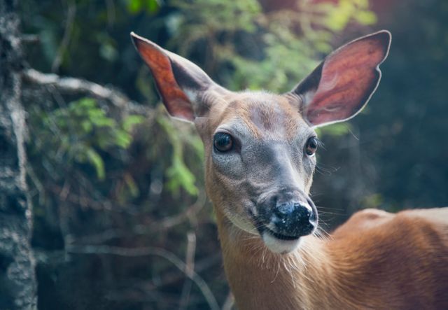 Deer is standing in forest, head tilted slightly, ears perked. Ideal for use in wildlife documentaries, nature-themed websites, educational materials about wildlife, or any project focusing on the beauty of nature and animals in their habitats.