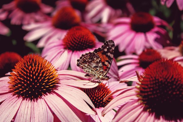 Butterfly Resting on Coneflowers in Bloom - Download Free Stock Photos Pikwizard.com