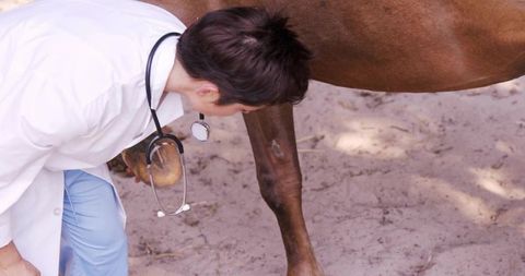 Veterinarian Examining Horse Hoof Outdoors with Stethoscope