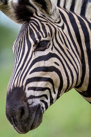 Close-Up of Zebra Featuring Unique Striped Pattern