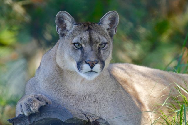 A close-up view of a cougar resting in a forest, showcasing its intense gaze and majestic appearance. Ideal for nature and wildlife magazines, educational materials about big cats, and promotional content for wildlife conservation efforts.