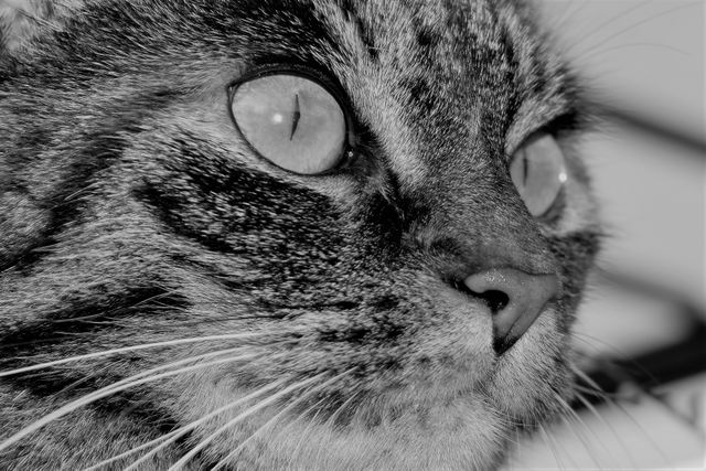 Close-up of a tabby cat's face in black and white, capturing the detailed texture of the fur and the intensity in its staring eyes. Great for use in pet advertisements, wildlife magazines, animal-related websites, or décor to bring a dramatic feline presence to any space.