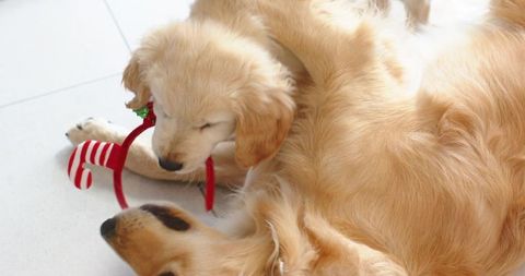 Golden retriever puppy cuddling with adult dog holding red-striped toy on pale tiled floor