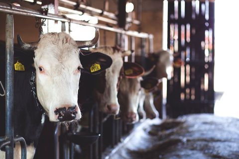 Dairy cows standing in barn stanchions with numbered ear tags and soft natural light