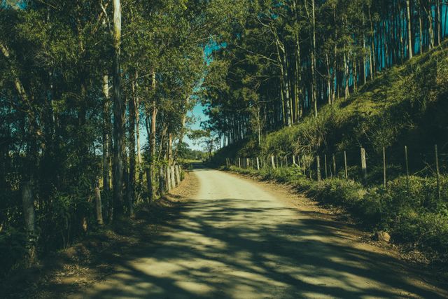 Serene forest road winding through dense trees under a clear blue sky on a sunny day. Invites feelings of tranquility and connection with nature, ideal for travel blogs, relaxation themes, eco-tourism promotions, and outdoor magazines.