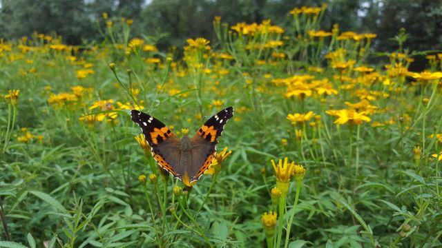 Vibrant butterfly on yellow wildflowers in lush meadow - Download Free Stock Photos Pikwizard.com