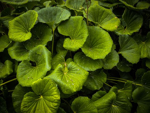 Lush Green Foliage with Dew Drops on Leaves - Download Free Stock Photos Pikwizard.com