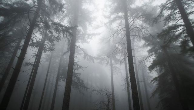 Rising conifer trunks stretching through fog with light beams piercing canopy