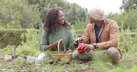 Couple Harvesting Vegetables in Raised Bed Garden Sharing Fresh Produce and Smiles