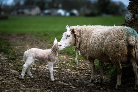 Ewe nuzzling newborn lamb on misty rural pasture path