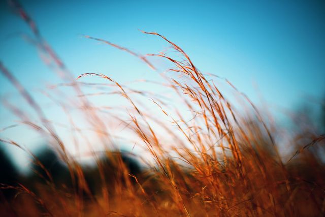 Close-up of golden autumn grass swaying gently in the breeze against a clear blue sky. This serene and atmospheric image can be used for nature-related projects, seasonal promotions, backgrounds for websites or presentations, and any content aiming to evoke a sense of tranquility and the beauty of autumn.