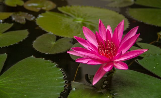 Beautiful pink water lily blooming in a tranquil pond with green leaves floating on the surface. Ideal for use in nature-themed projects, gardening blogs, relaxation and mindfulness content, or botanical studies. Perfect for backgrounds, calendars, and inspirational quotes.