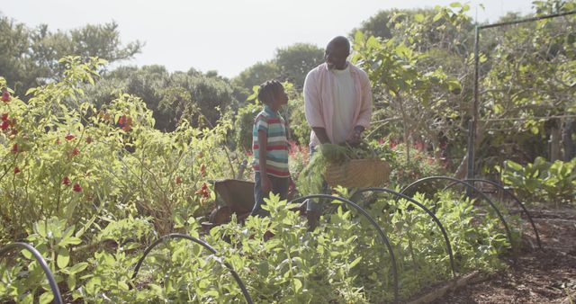 Happy senior african american grandfather and grandson picking vegetables in sunny vegetable garden. Organic food, gardening, family, togetherness and healthy life style, unaltered.