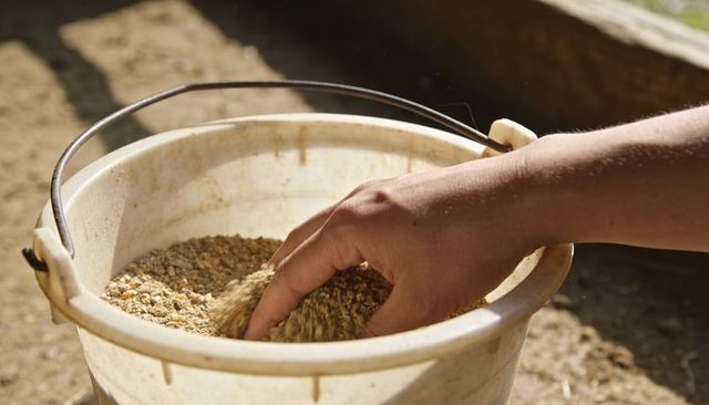 Hand scooping grain feed from white plastic bucket on sunny farm closeup