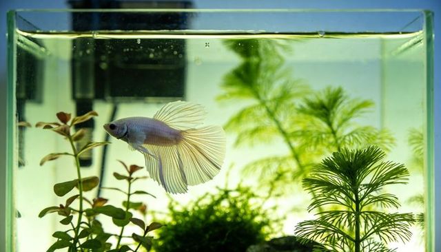 Pale cream betta fish gliding in planted aquarium with flowing fins and green backlight