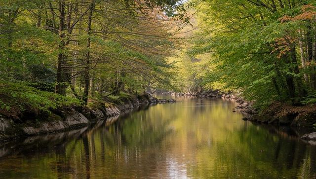 Tranquil forest river reflecting autumn canopy with mossy rocks and golden morning light