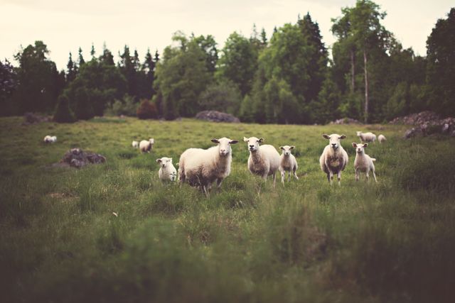 Group of sheep standing on grassy field surrounded by lush vegetation and trees. Perfect for depicting rural life, agricultural scenes, tranquility in nature. Suitable for articles or campaigns on farming, pastoral life, environmental harmony, and eco-friendly living.