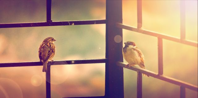 Two Sparrows Perching on Metal Fence with Soft Warm Glow - Download Free Stock Photos Pikwizard.com