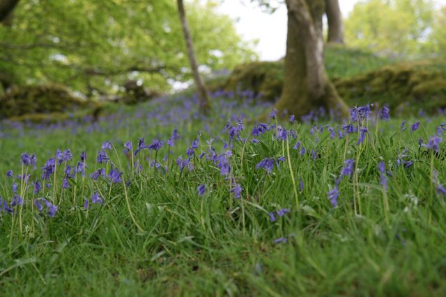 Beautiful natural scenery featuring a field of blooming bluebells in a lush green forest. Ideal for spring and nature themes, travel blogs, environmental campaigns, and background images emphasizing natural beauty.