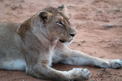 Resting lioness lying on red earth closeup portrait of wild african big cat