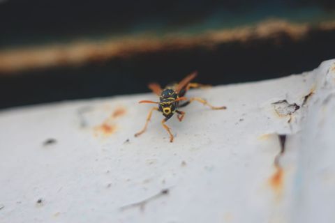 Close-up of a ground wasp hovering over rusty metal surface