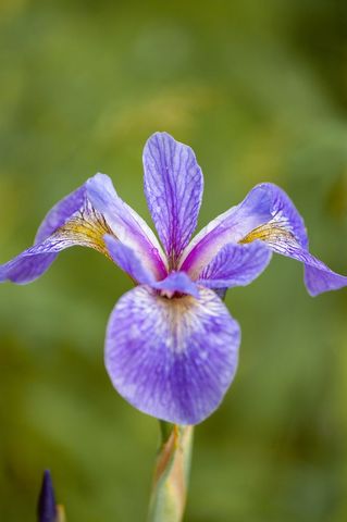 Close-up of vibrant purple iris flower in bloom