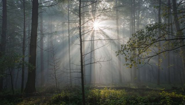 Sunbeams piercing misty pine forest clearing, rays illuminating sapling and ferns
